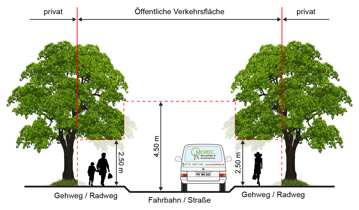Schnittprofile Bäume