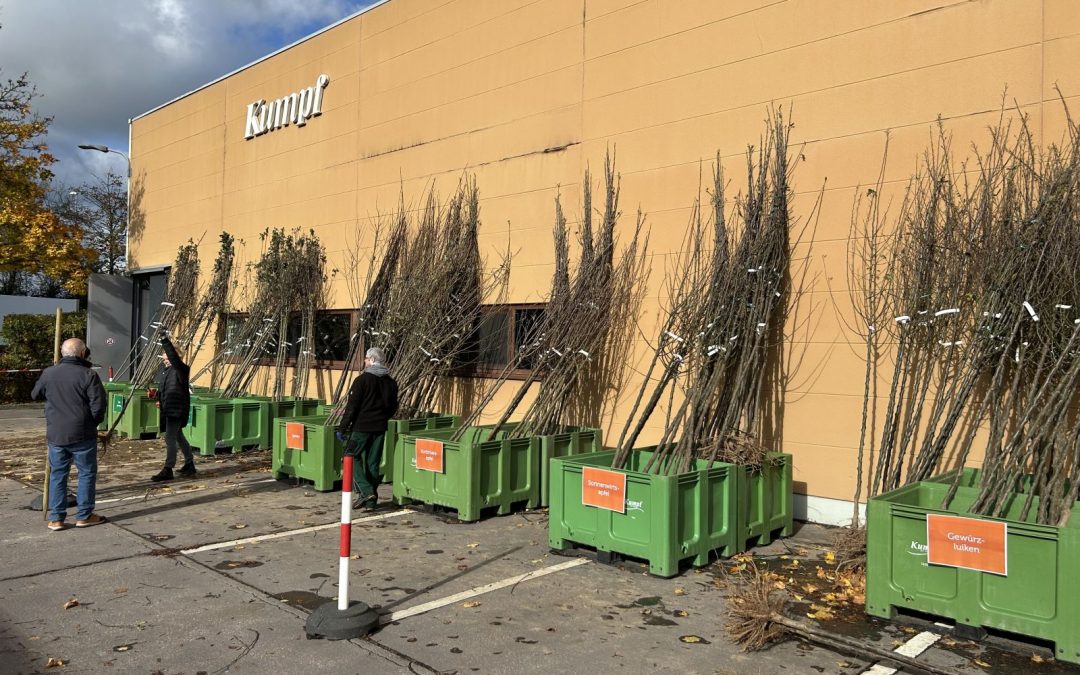 Hochstammbäume bei Kumpf