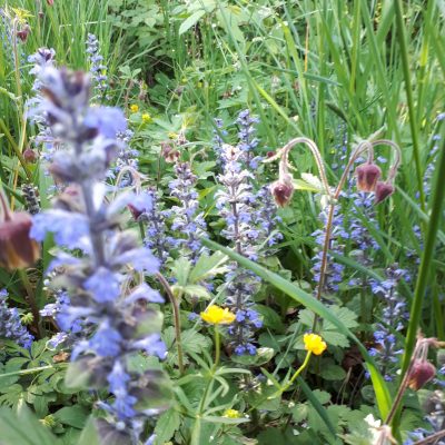 Projekt „Blühstreifen“ in Freudental