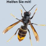 Asiatische Hornisse