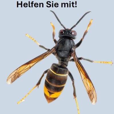 Asiatische Hornisse breitet sich weiter aus