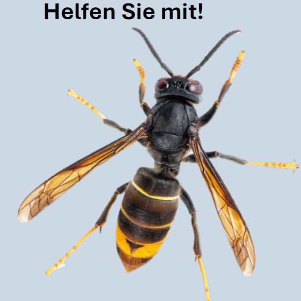 Asiatische_Hornisse