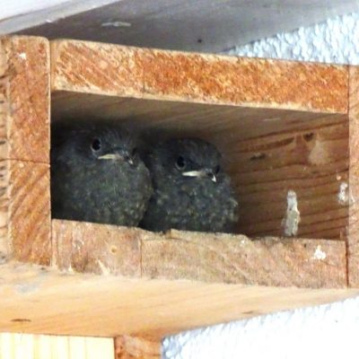 Nistkästen wurden gereinigt