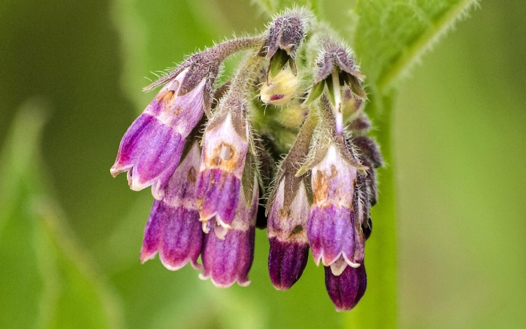 kathy_buscher-beinwell