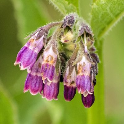 Vortrag: Beweglich und fit – Heilpflanzen für Ihre Gelenke