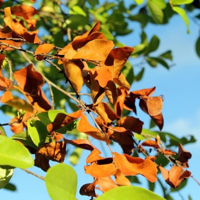 Bäume  schützen: Aufruf zum Gießen im Sommer 